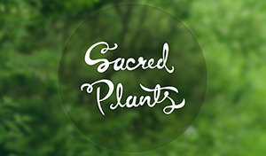 /works/2014/sacred-plants