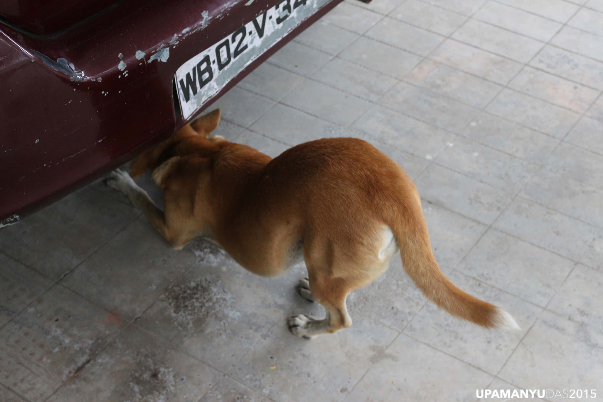 Dog under Car 1