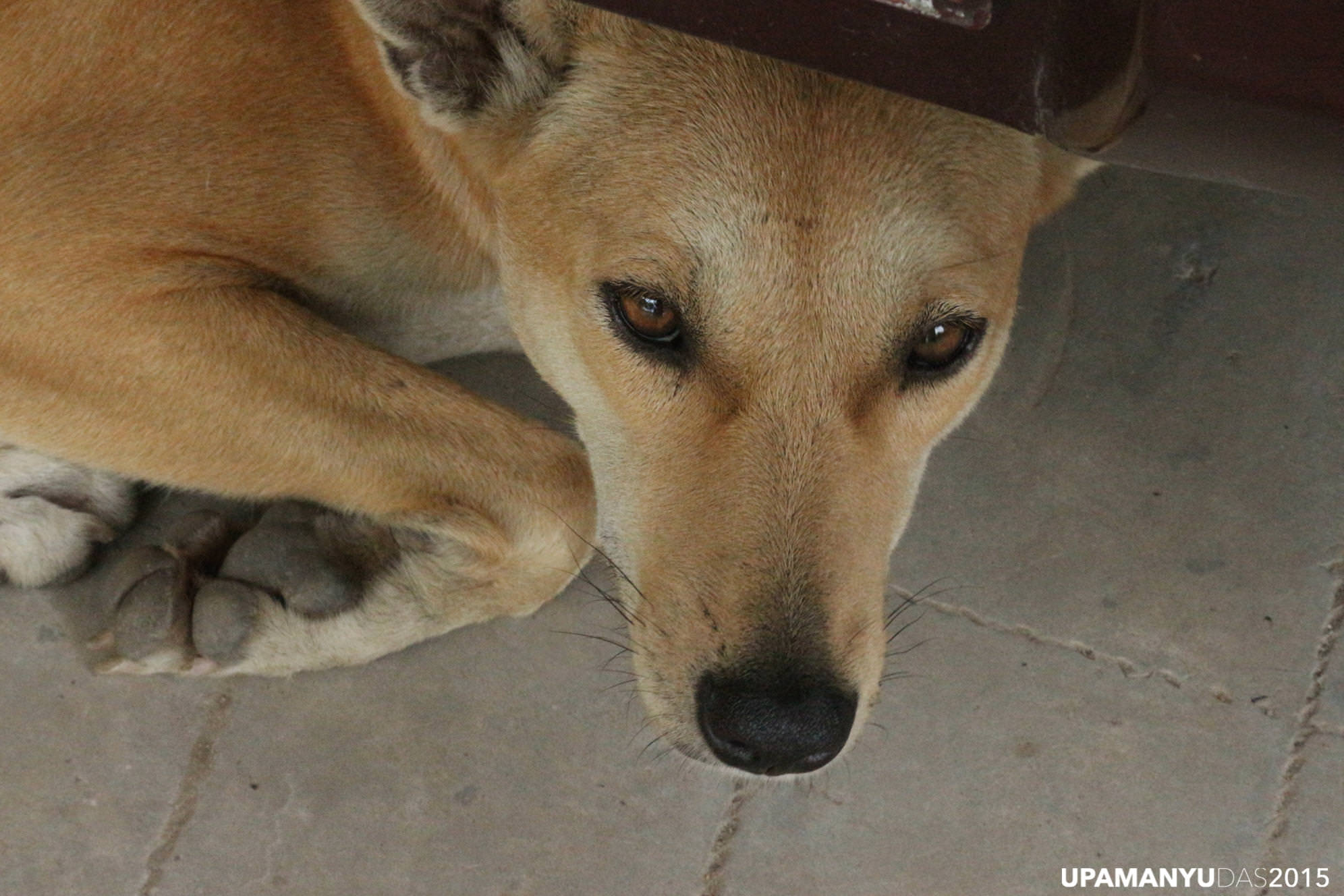 Dog under Car 2