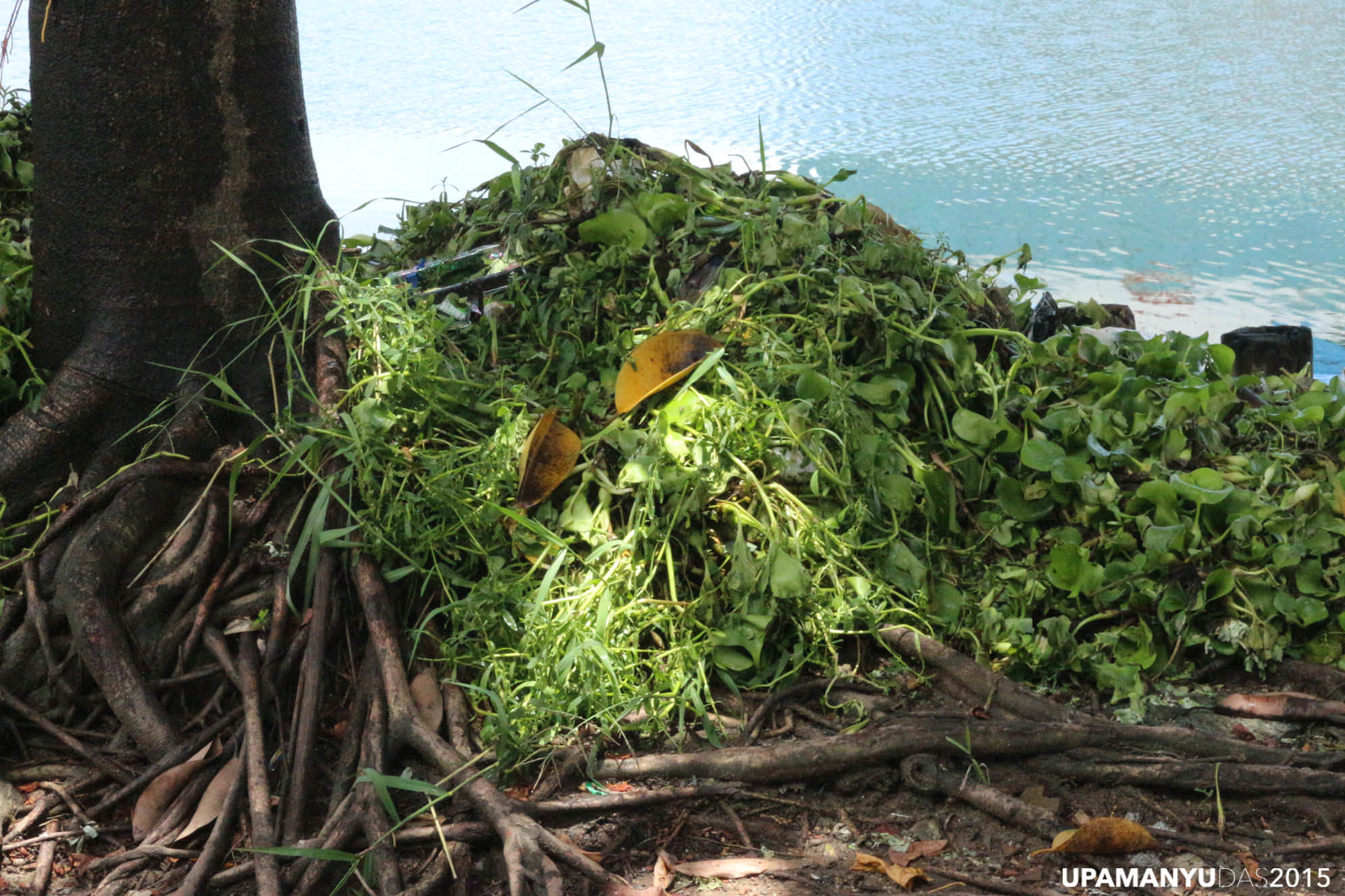 Water Hyacinth 1