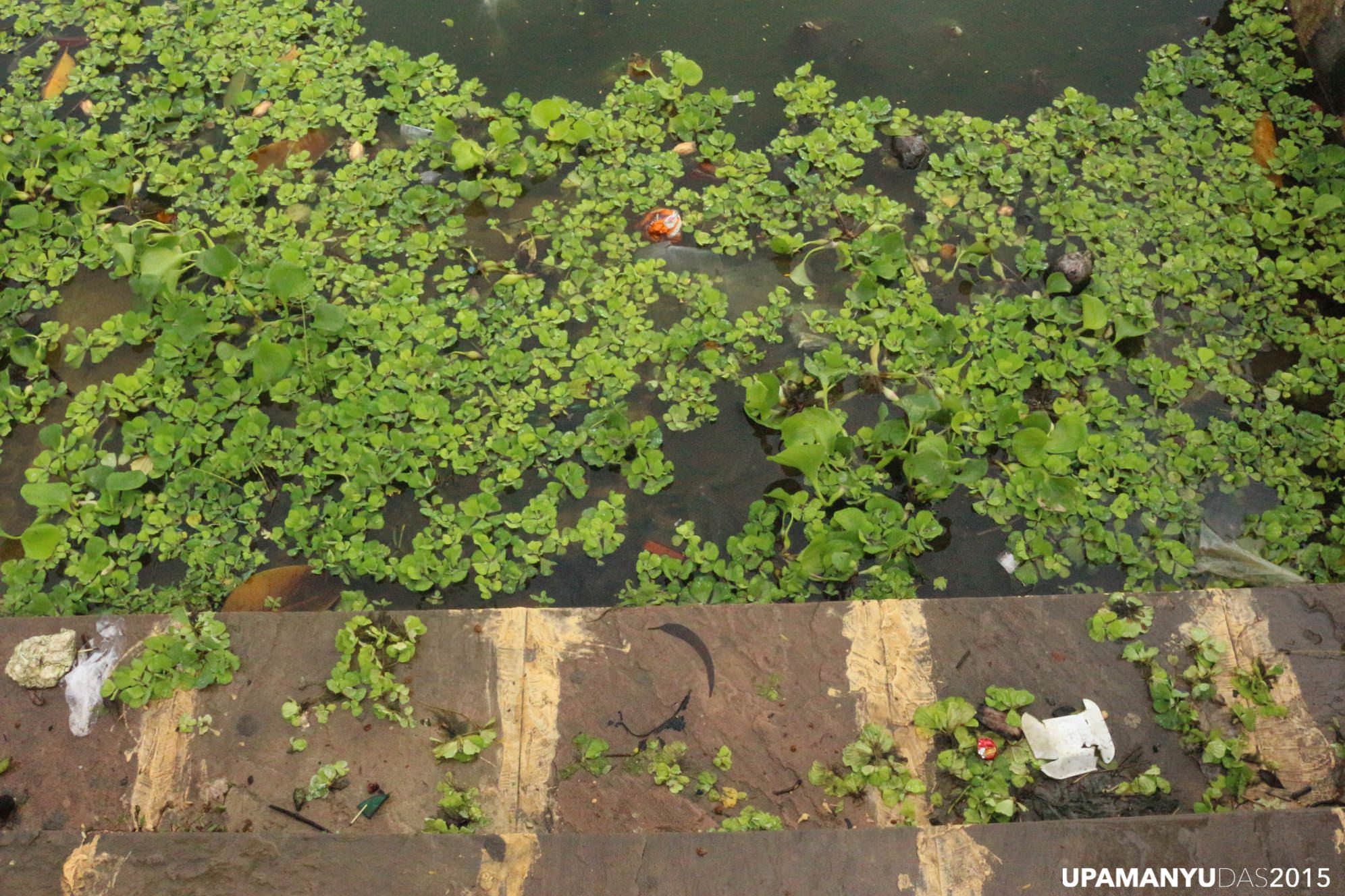 Water Hyacinth 2