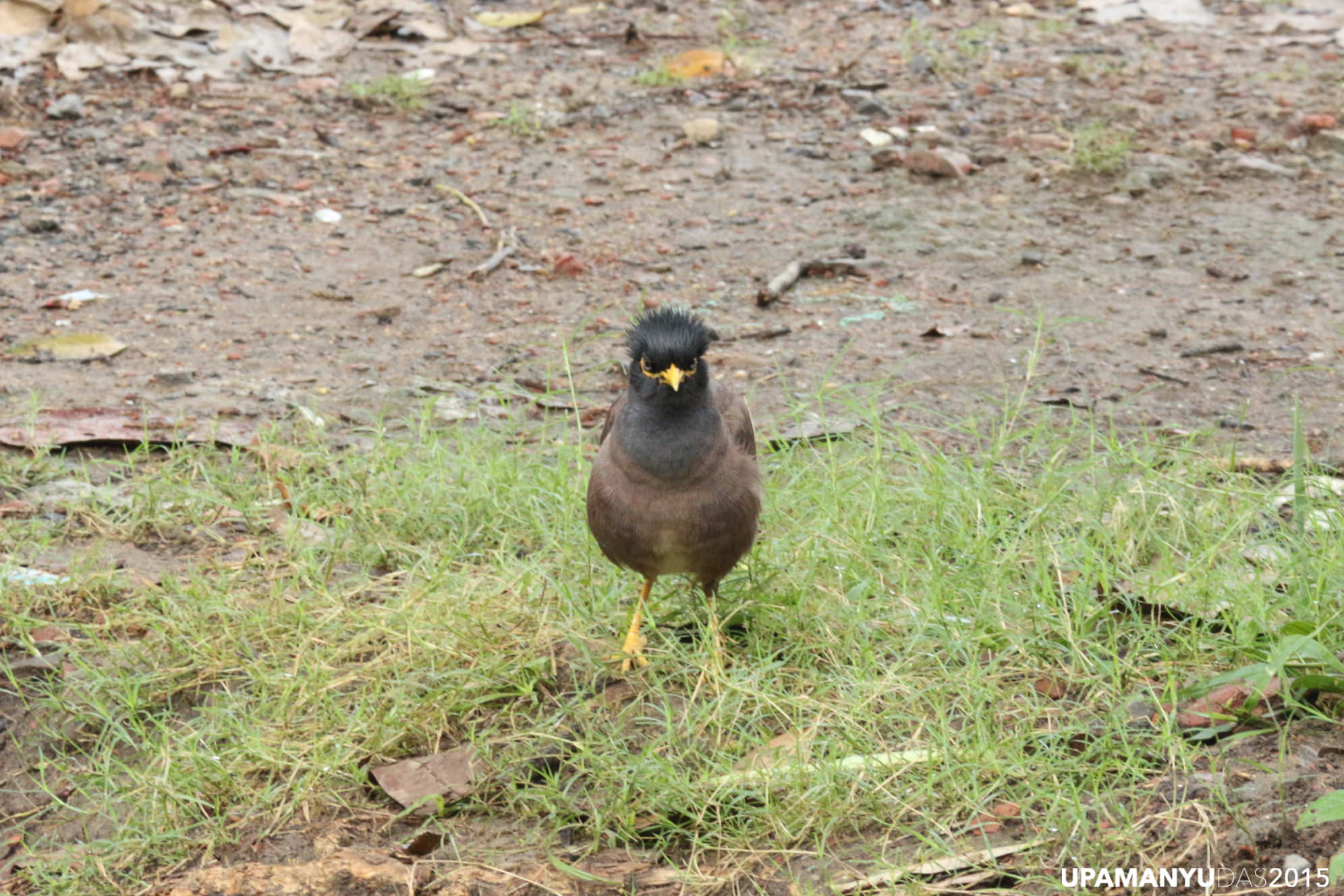 Indian Myna