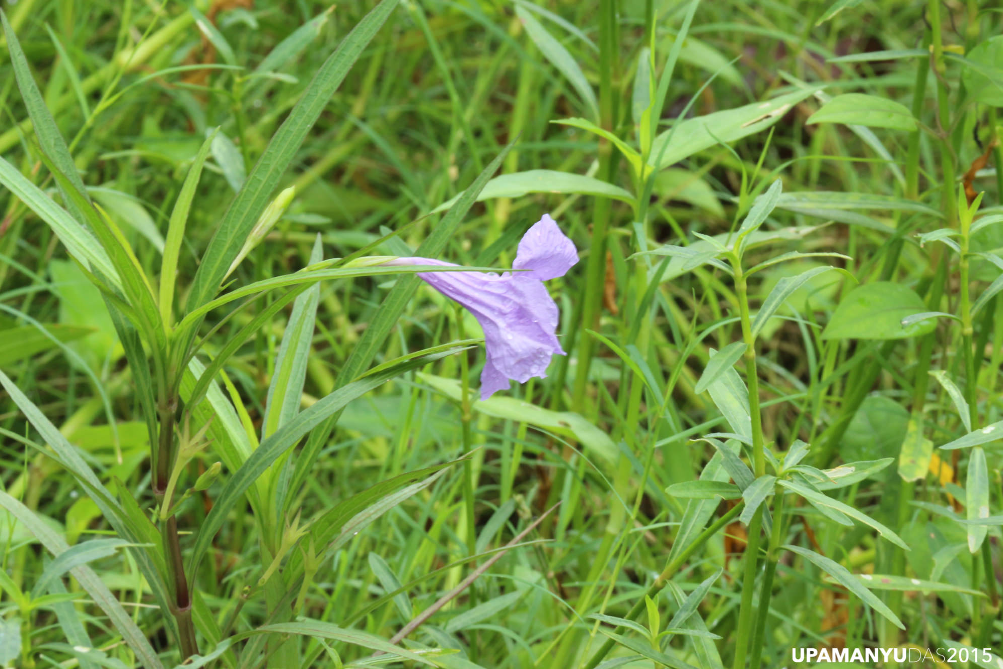 Lone Roadside Flower