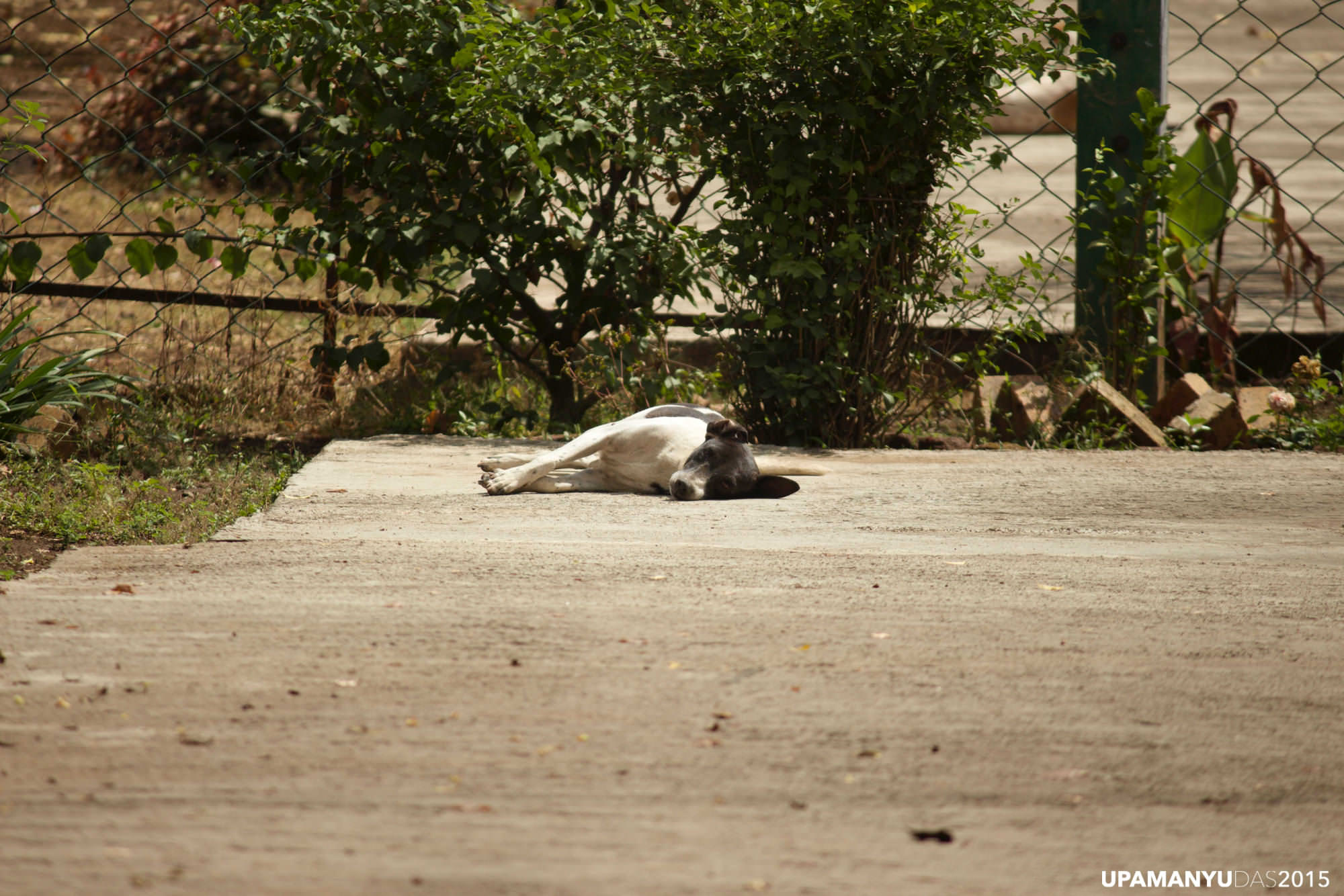 Sunbathing Dog